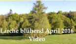 Lärche blühend April 2016  Video