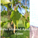 Birke blühend April 2016  Video