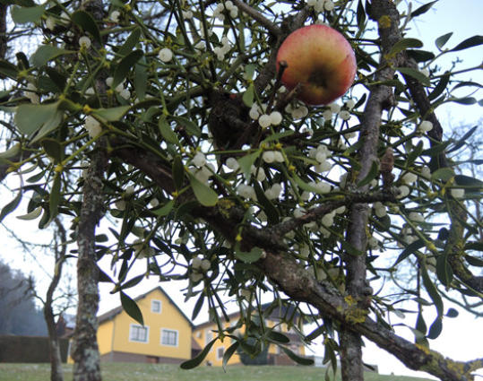 Apfelbaummistel 6.1.2016