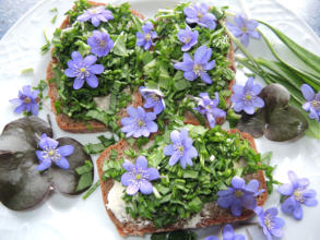 Frühlingskräuterbutterbrot mit Bärlauch und Leberblumenblüten