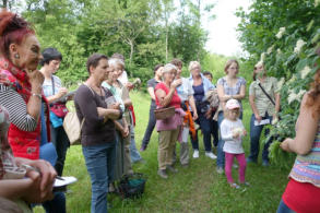 Kräuterwanderung am 11. Juni 2016 in Rohrbach / Gölsen