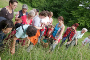 Kräuterwanderung am 11. Juni 2016 in Rohrbach / Gölsen