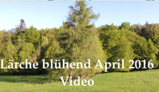 Lärche blühend April 2016  Video