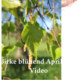 Birke blühend April 2016  Video