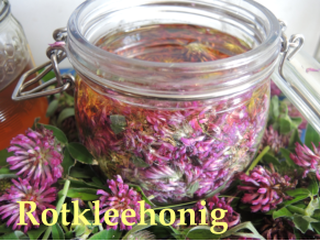 Rotkleehonig